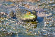 Frog-303.jpg