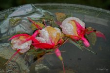 DSC_5789.jpg