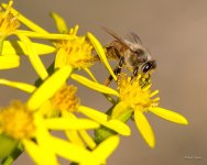Bee-310.jpg