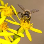 Bee-311.jpg