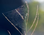 Web-300.jpg