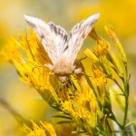 Butterfly-300.jpg