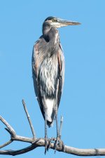 GBH-330.jpg