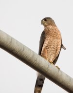 hawk (1 of 1).jpg