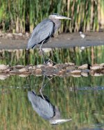 GBH-335.jpg