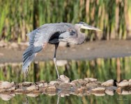GBH-336.jpg