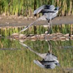 GBH-337.jpg