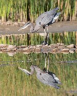 GBH-339.jpg