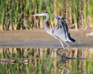 GBH-340.jpg