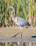 GBH-341.jpg