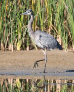 GBH-342.jpg