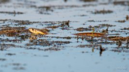GarterSnake-300.jpg