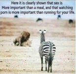 zebra.jpg