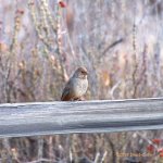 Ca Towhee LR 500_6866.jpg
