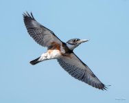 Kingfisher-300.jpg