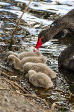 Swan Chick's Closer.jpg