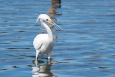 SnowyFish-300.jpg
