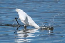 SnowyFish-301.jpg