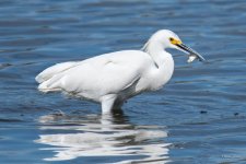 SnowyFish-302.jpg