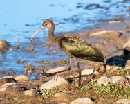 Ibis-300.jpg