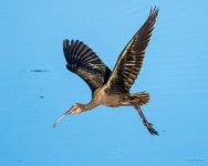 Ibis-301.jpg