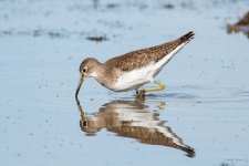 SpottedSandpiper-300.jpg