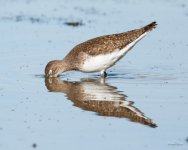 SpottedSandpiper-301.jpg