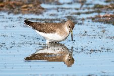SpottedSandpiper-302.jpg