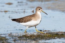 SpottedSandpiper-303.jpg