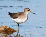 SpottedSandpiper-304.jpg