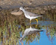 GreaterYellowlegs-300.jpg