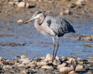 GBH-344.jpg