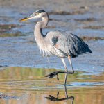 GBH-345.jpg