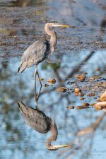 GBH-346.jpg