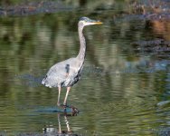 GBH-347.jpg