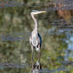GBH-348.jpg