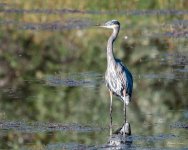 GBH-349.jpg
