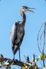 GBH-350.jpg