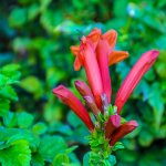 DSC_0915.jpg