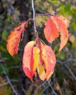 Fall-302.jpg