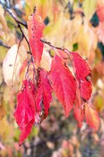Fall-303.jpg