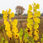 Fall-304.jpg