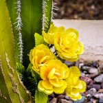 DSC_0951.jpg