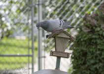 _DSC0704 low res.jpg