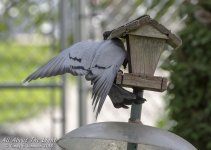 _DSC0705 low res.jpg