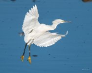SnowyEgret-320.jpg