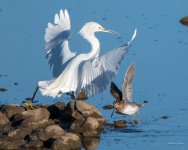 SnowyEgret-321.jpg