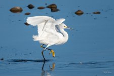 SnowyEgret-322.jpg