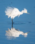 SnowyEgret-323.jpg