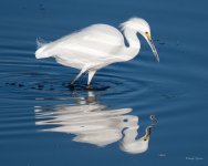 SnowyEgret-324.jpg